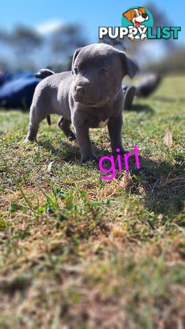 Blue english staffy puppies