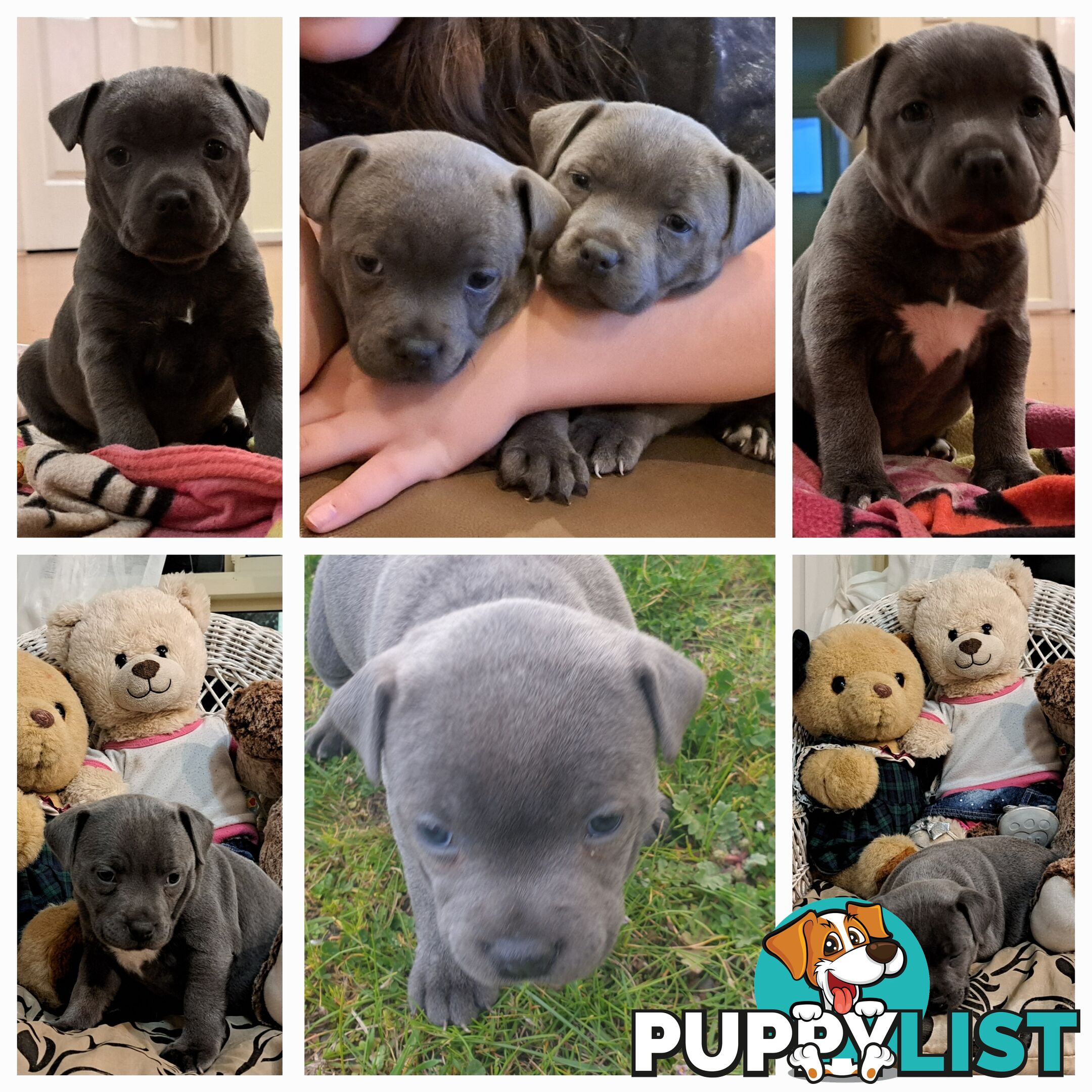 Blue english staffy puppies