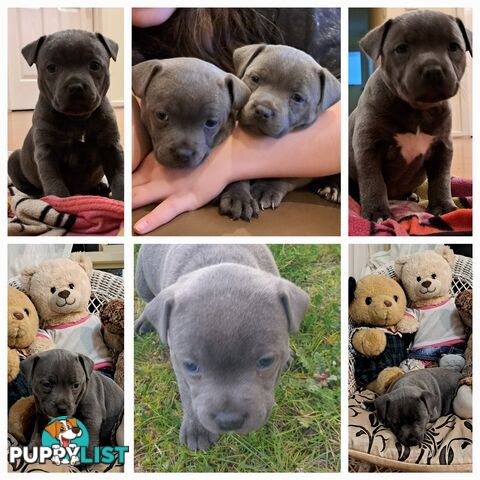 Blue english staffy puppies