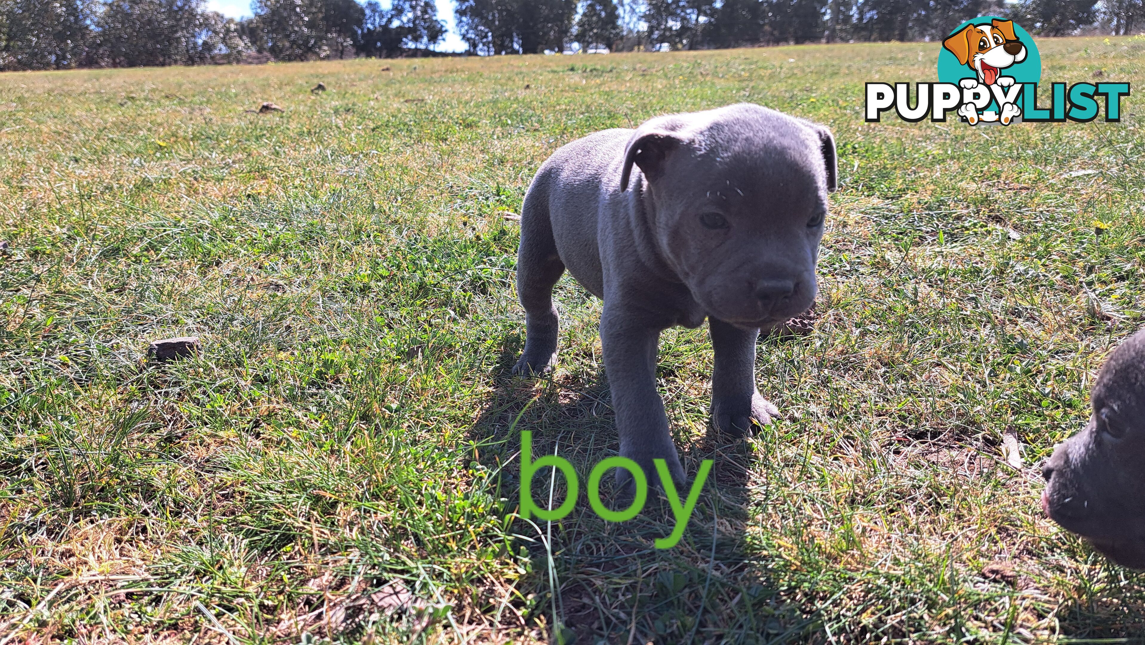 Blue english staffy puppies