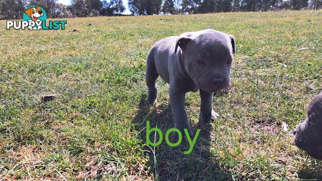 Blue english staffy puppies