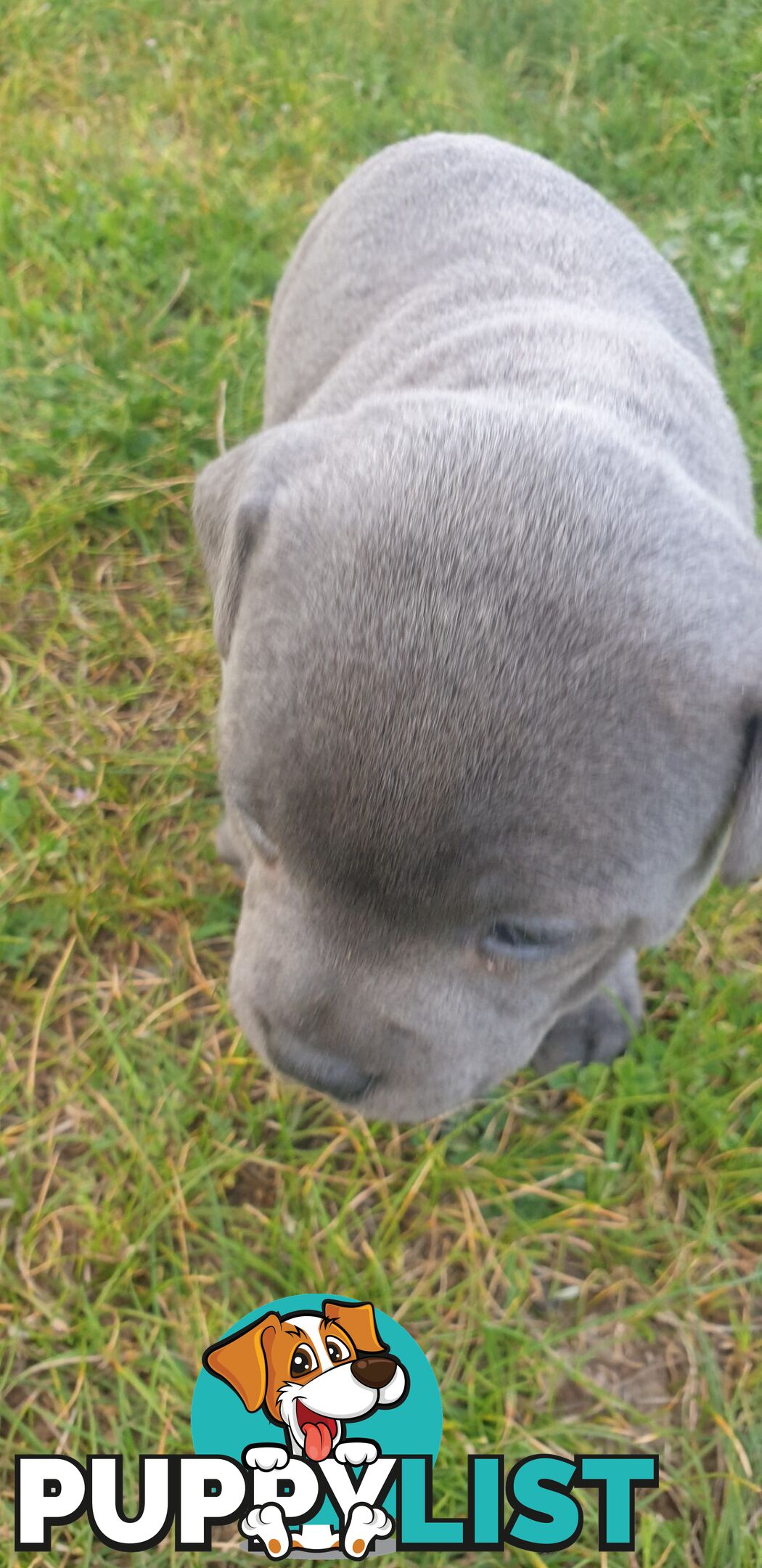 Blue english staffy puppies