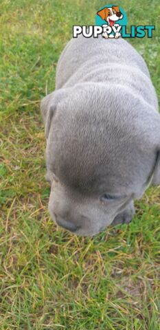 Blue english staffy puppies