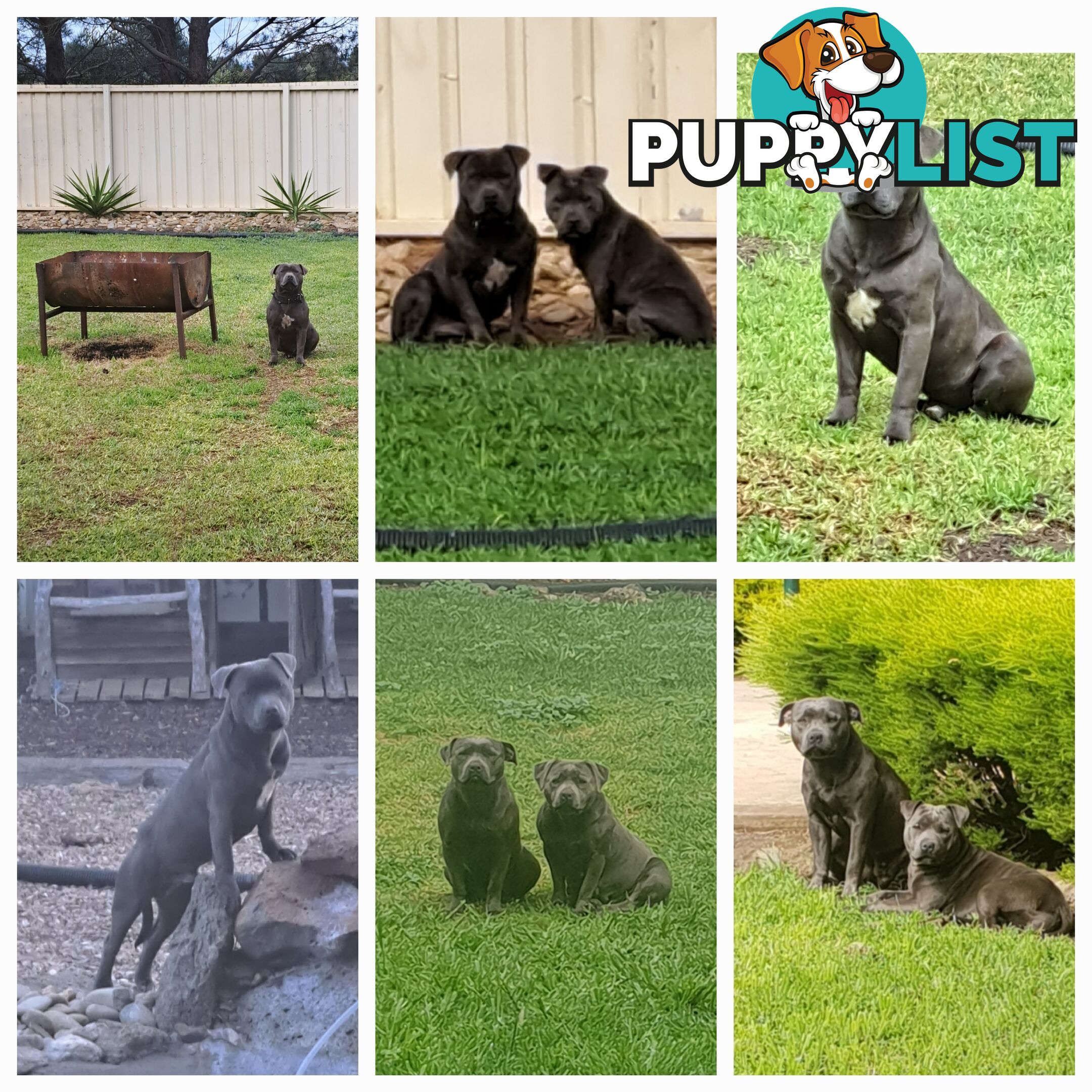 Blue english staffy puppies