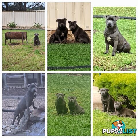 Blue english staffy puppies