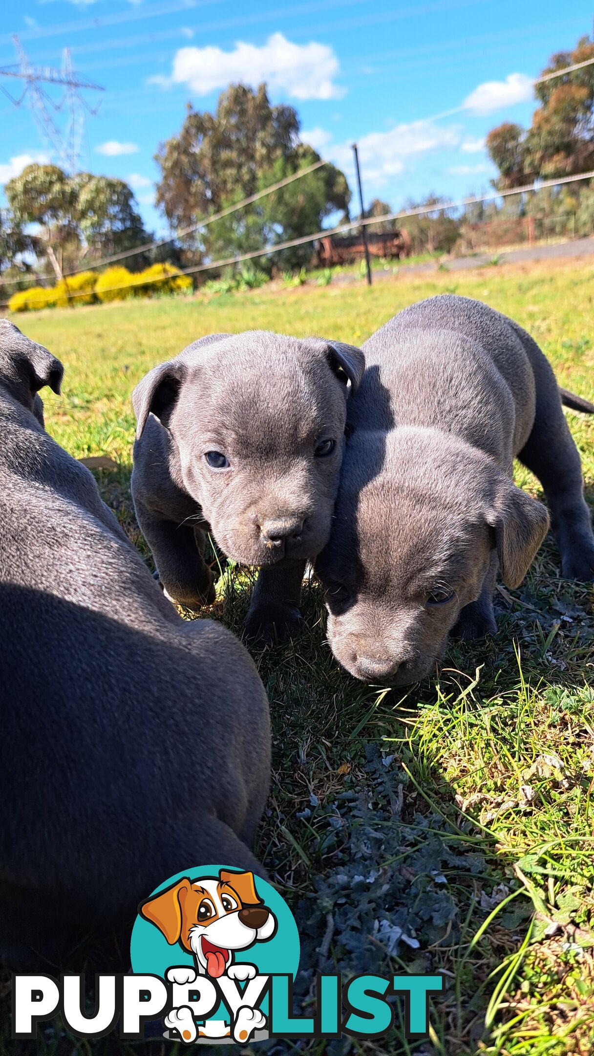 Blue english staffy puppies