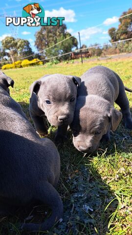 Blue english staffy puppies