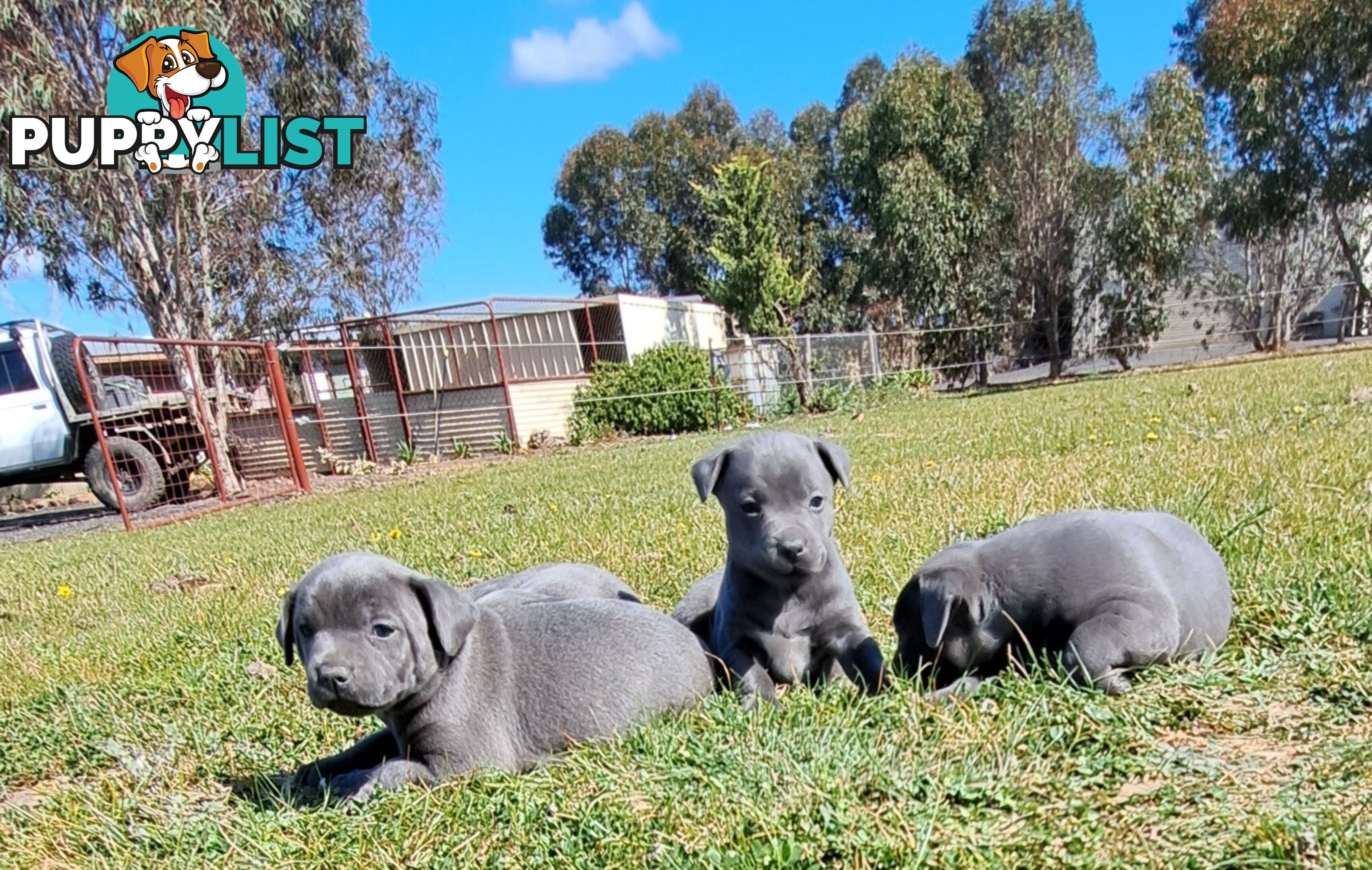 Blue english staffy puppies