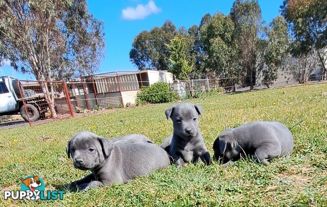 Blue english staffy puppies