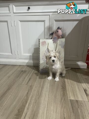 Miniature Schnauzer x toy poodle