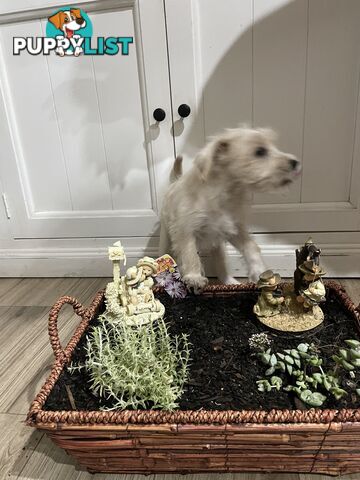 Miniature Schnauzer x toy poodle