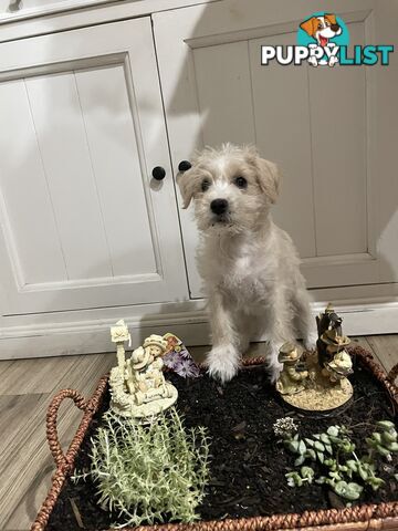 Miniature Schnauzer x toy poodle