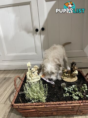 Miniature Schnauzer x toy poodle