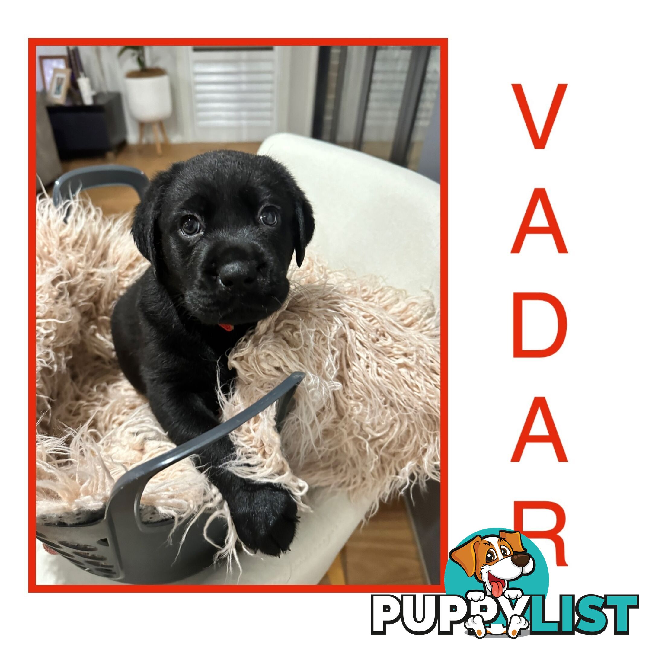 Labrador Puppies - available now