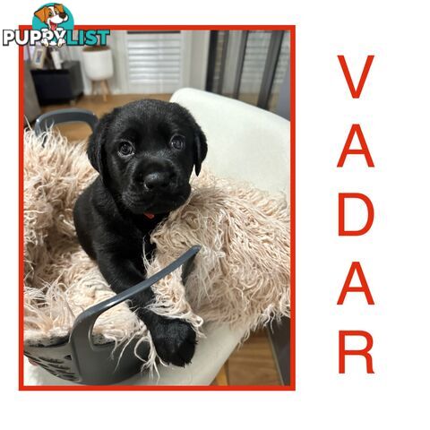 Labrador Puppies - available now