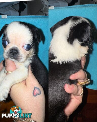 Purebred Panda Pugs