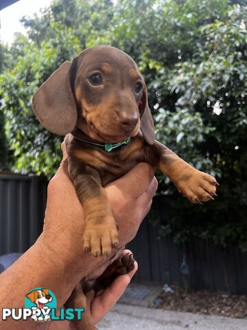 Dachshund Pure Puppies