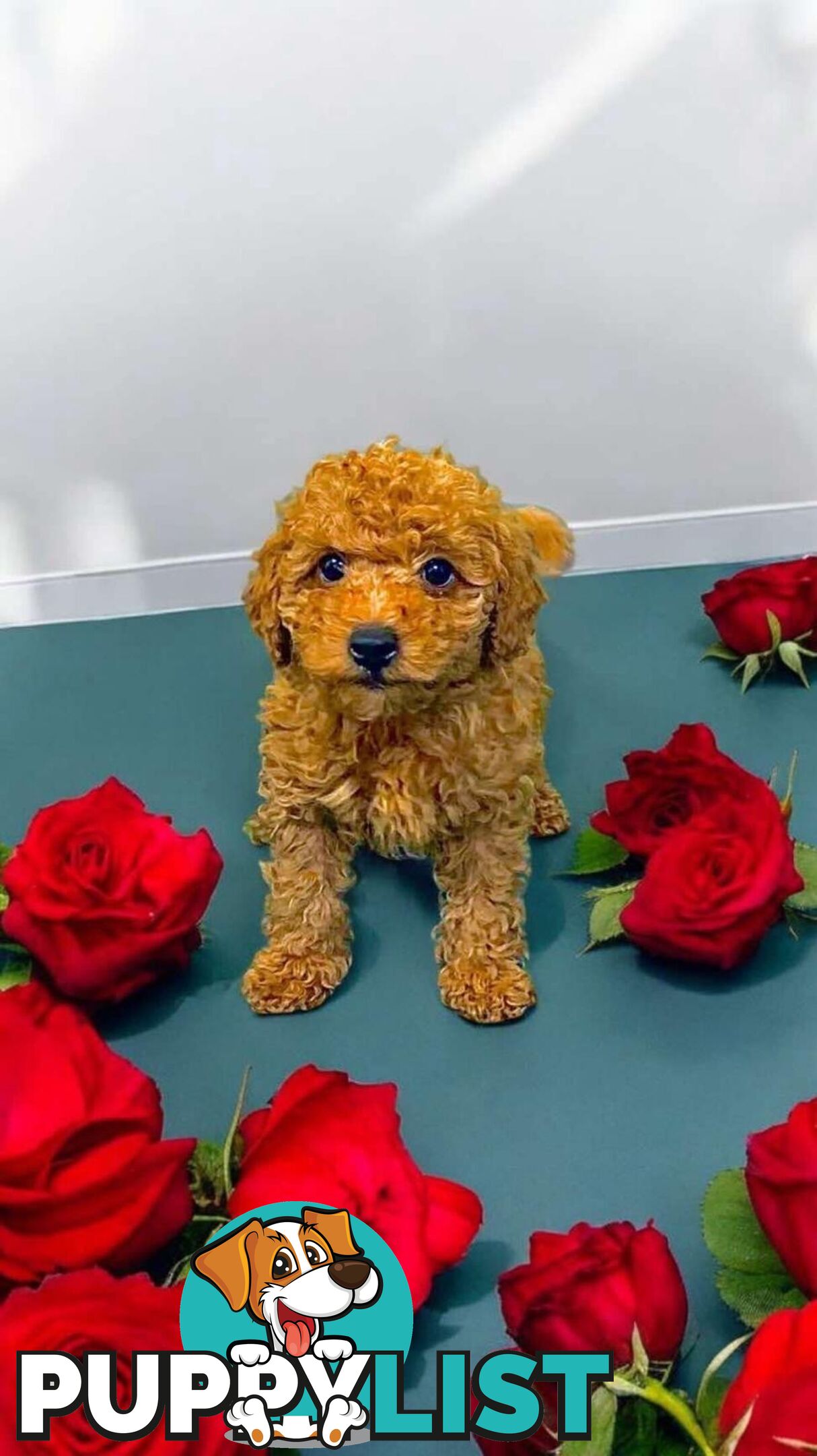 Toy poodles poppy boy and girl for sale