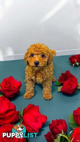 Toy poodles poppy boy and girl for sale