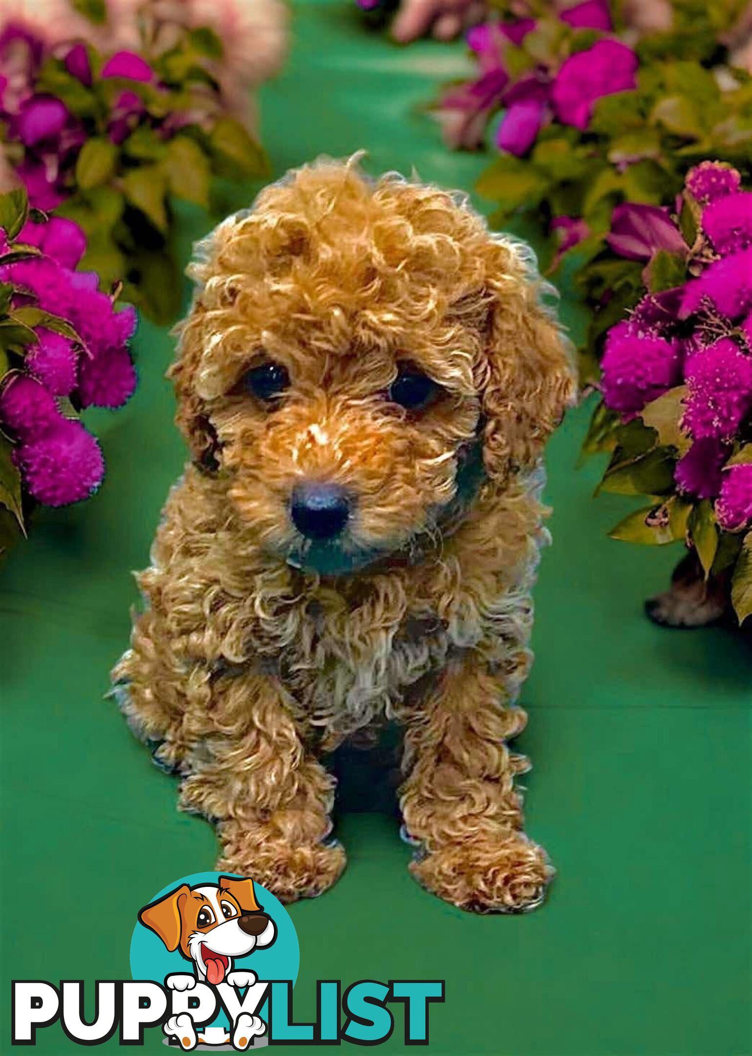 Toy poodles poppy boy and girl for sale