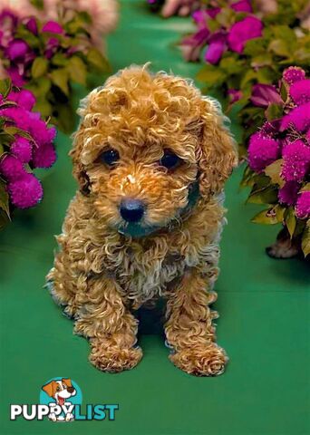 Toy poodles poppy boy and girl for sale