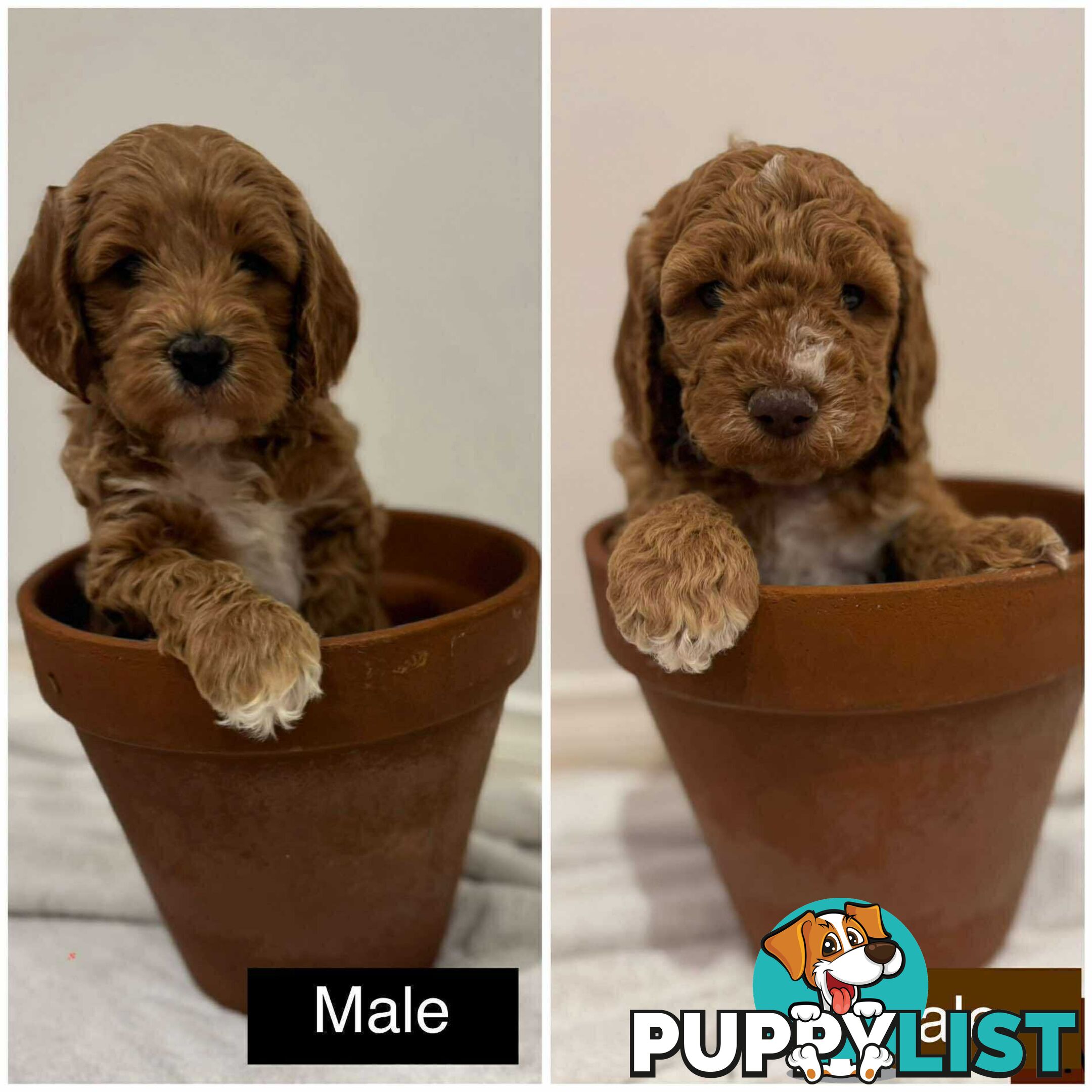 Groodle Puppies
