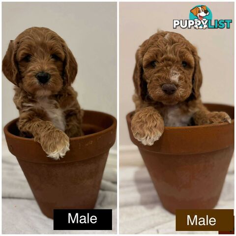 Groodle Puppies