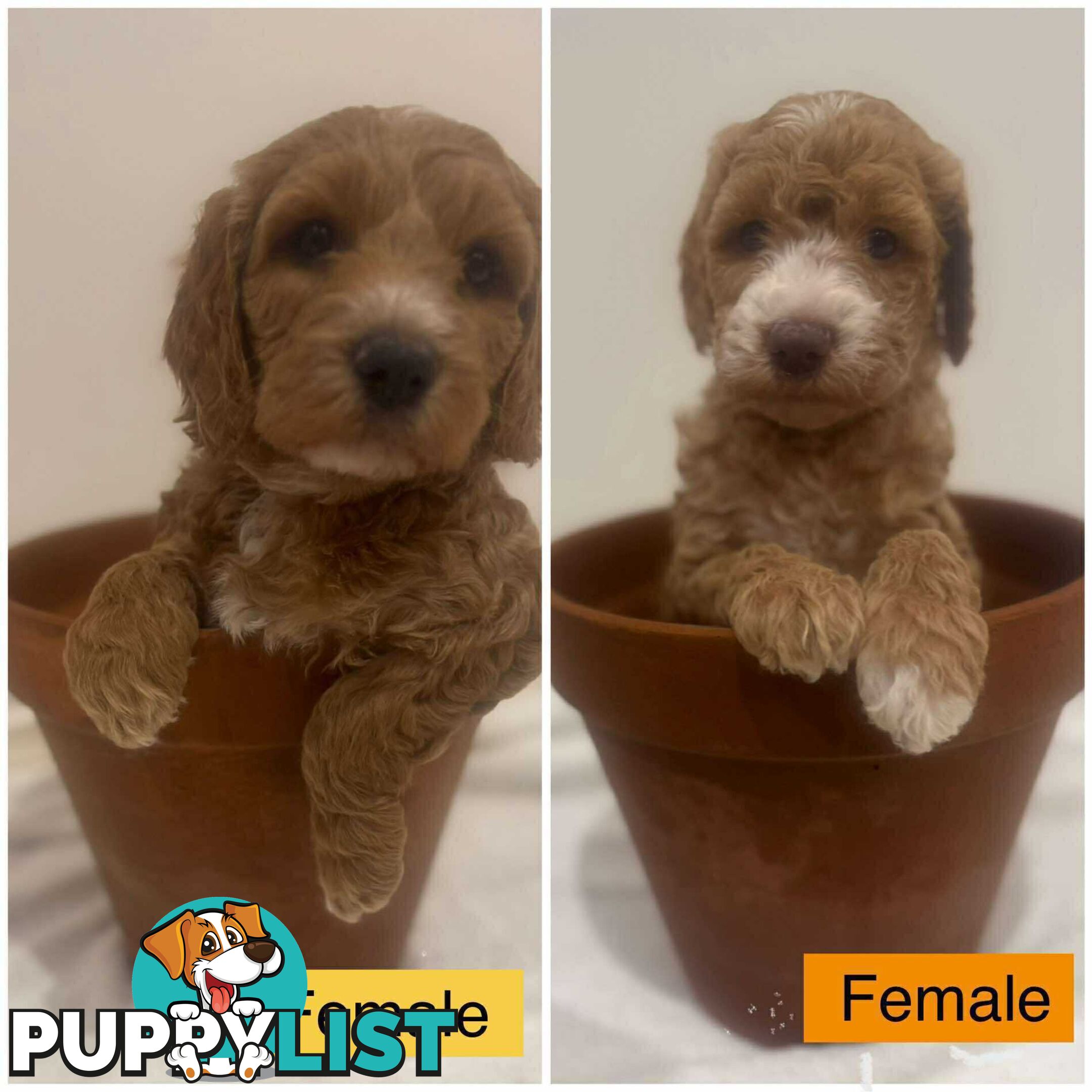 Groodle Puppies