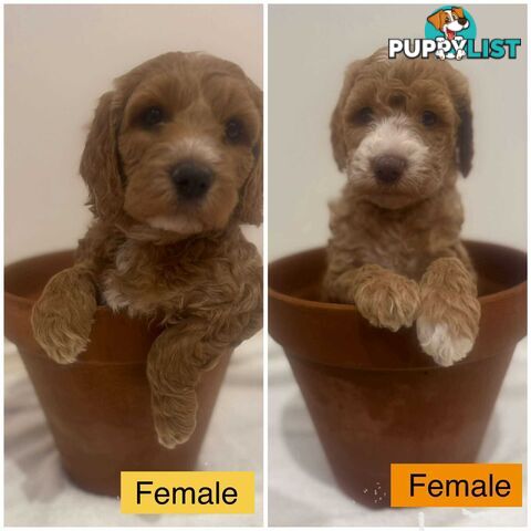 Groodle Puppies