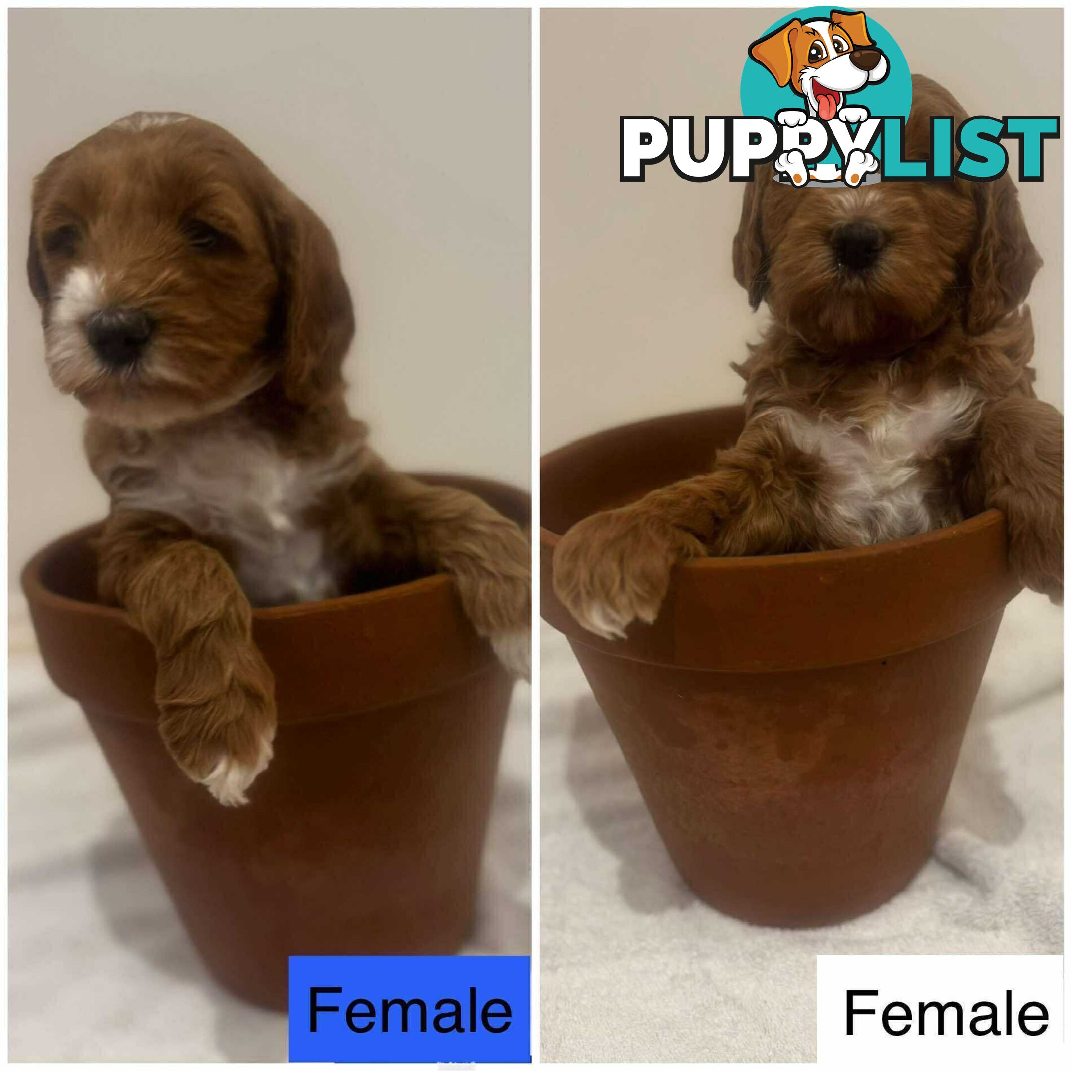 Groodle Puppies