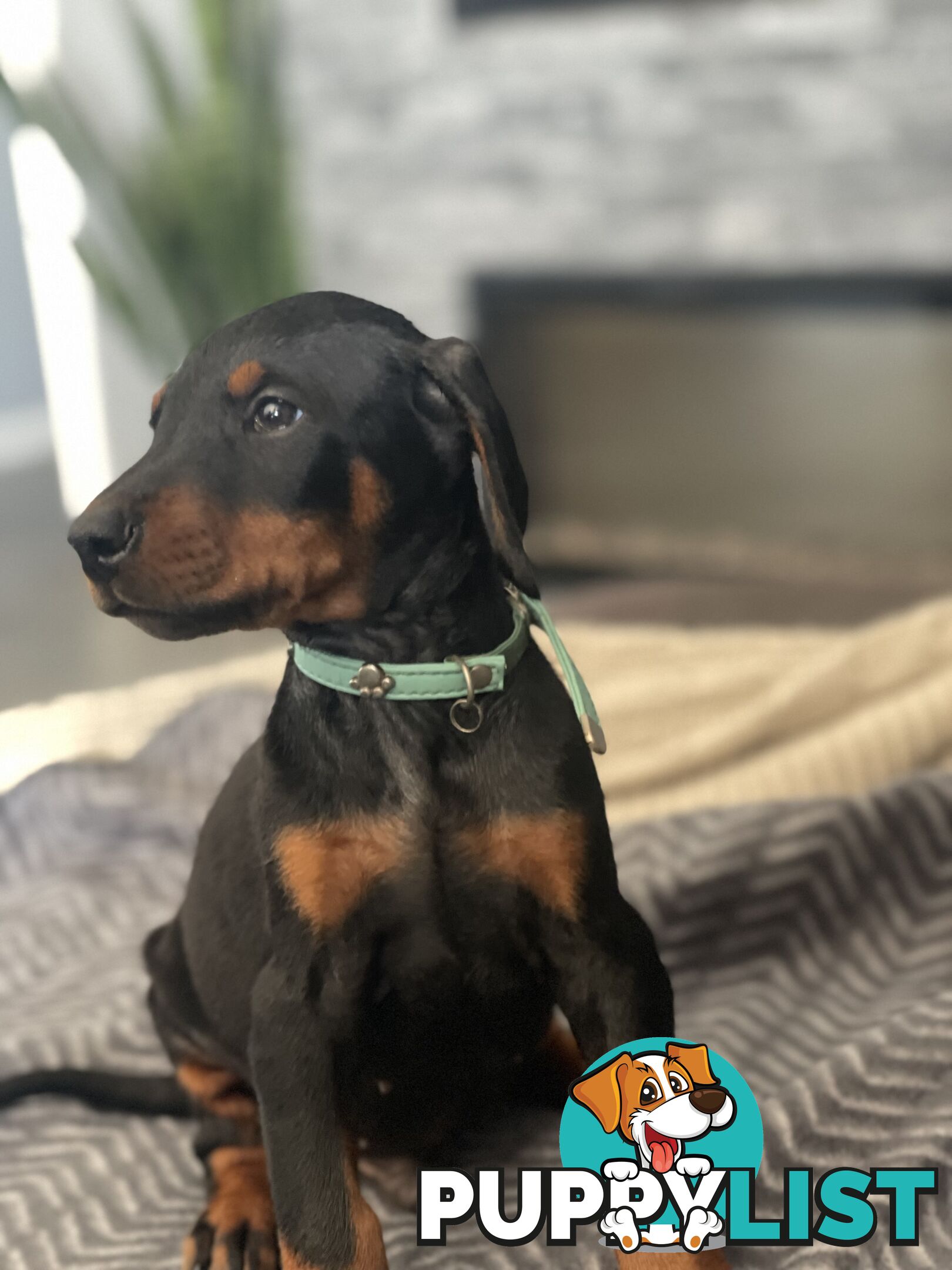 Dobermann