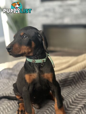 Dobermann