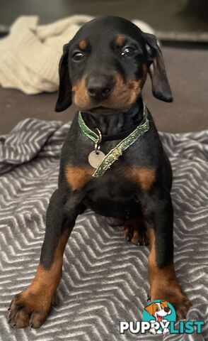 Dobermann