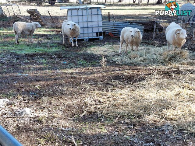 Wiltshire horn sheep