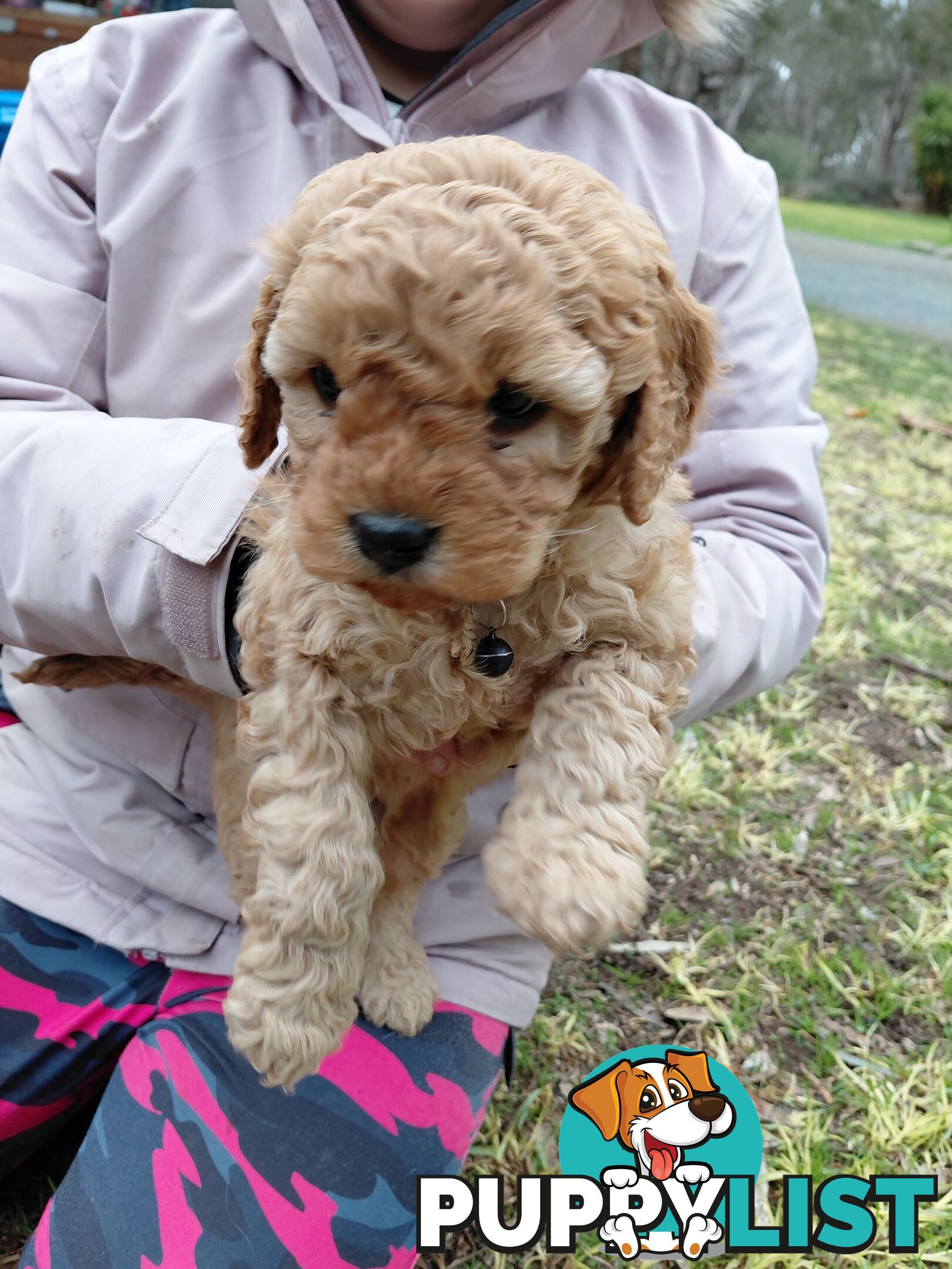 Cavoodles