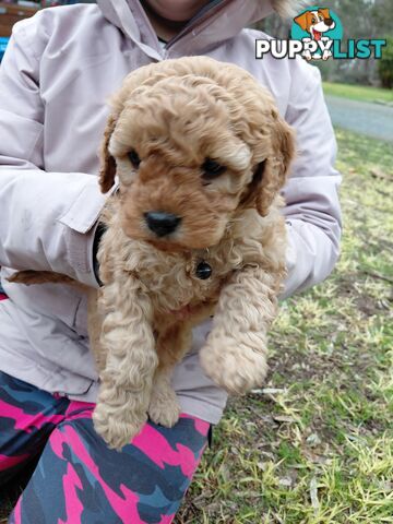 Cavoodles