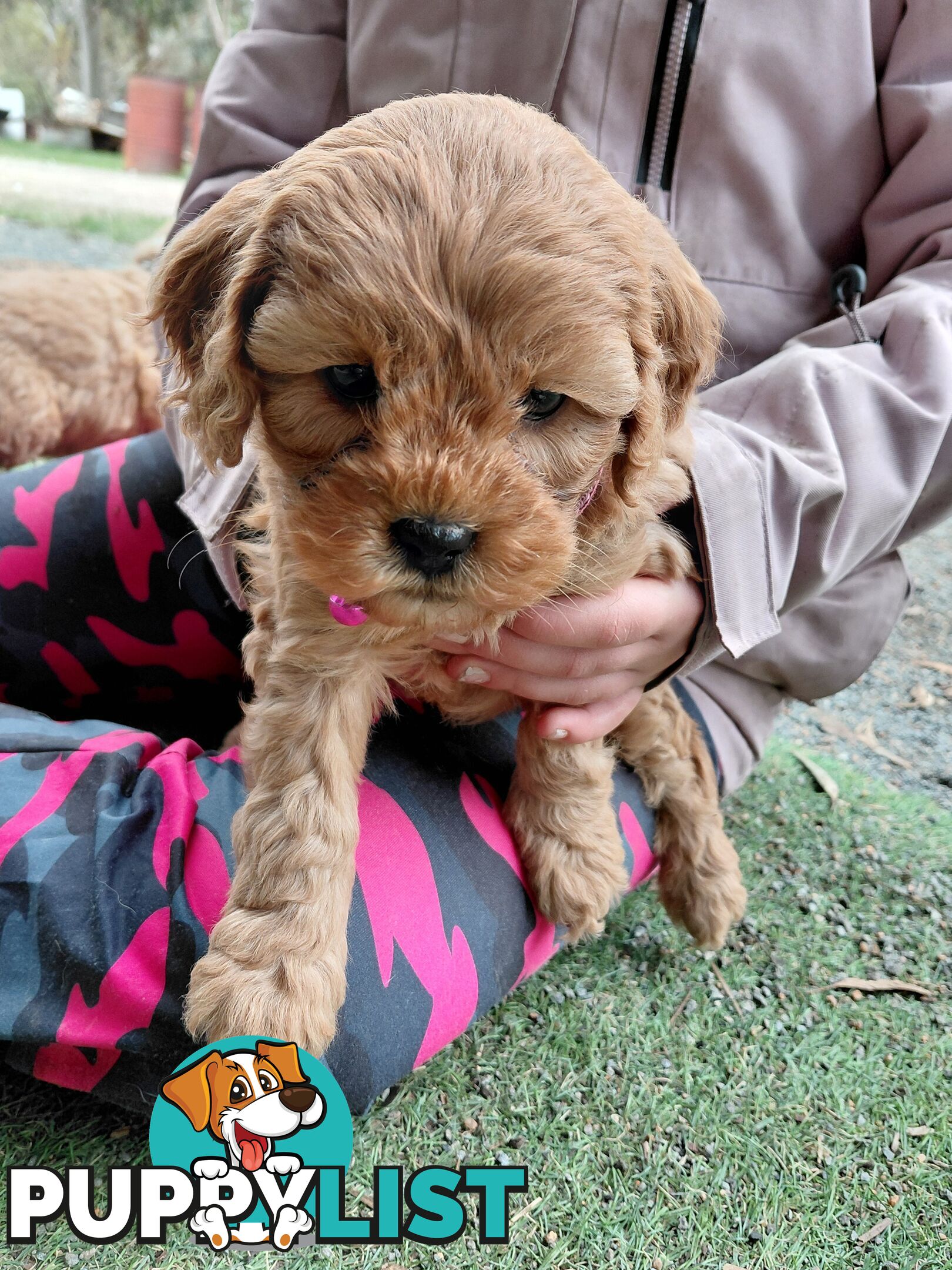 Cavoodles