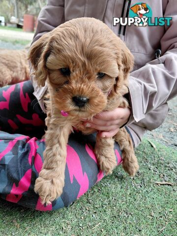 Cavoodles