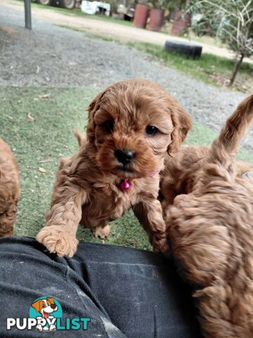Cavoodles