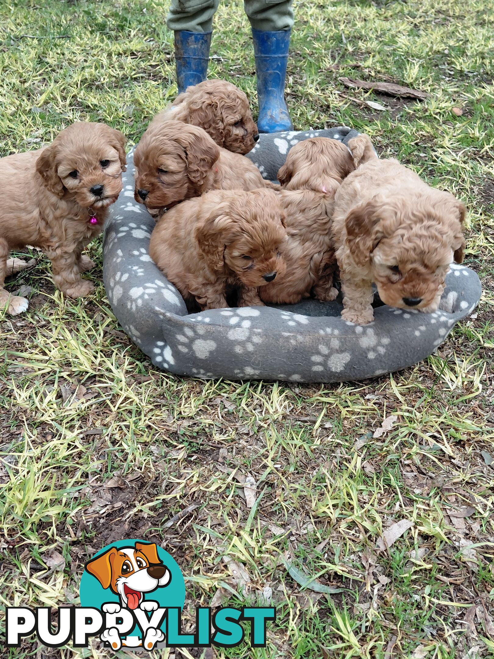 Cavoodles