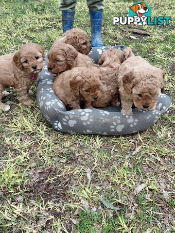 Cavoodles