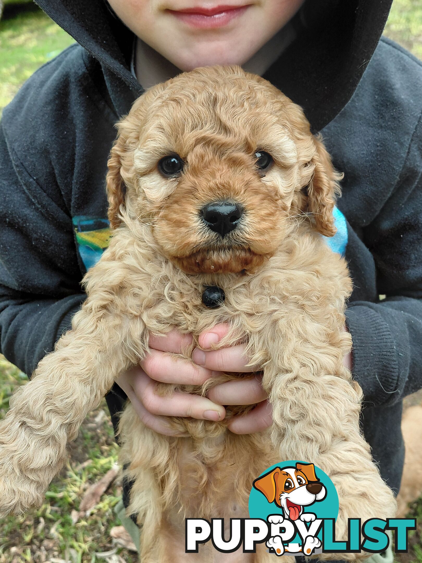 Cavoodles