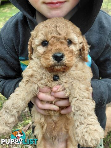 Cavoodles