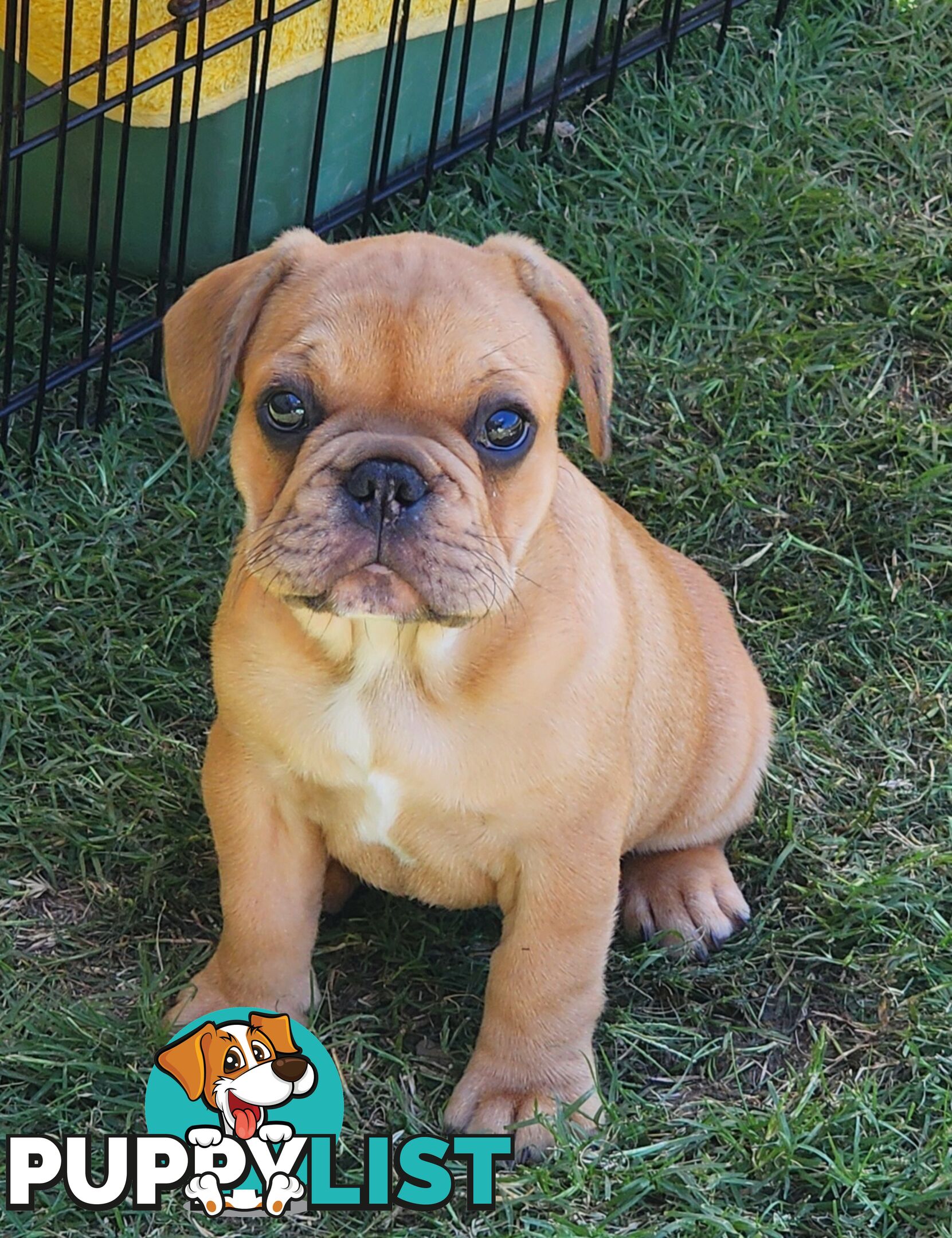 French Bulldog Puppies