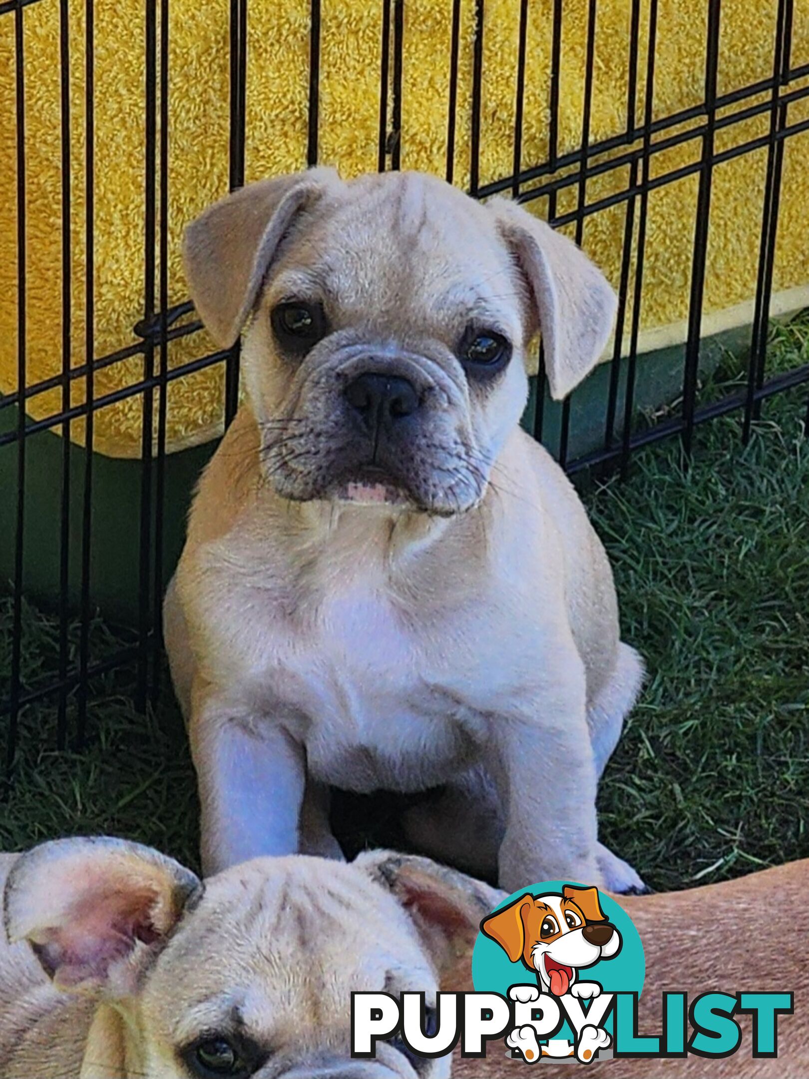 French Bulldog Puppies