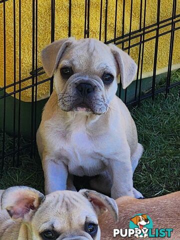 French Bulldog Puppies