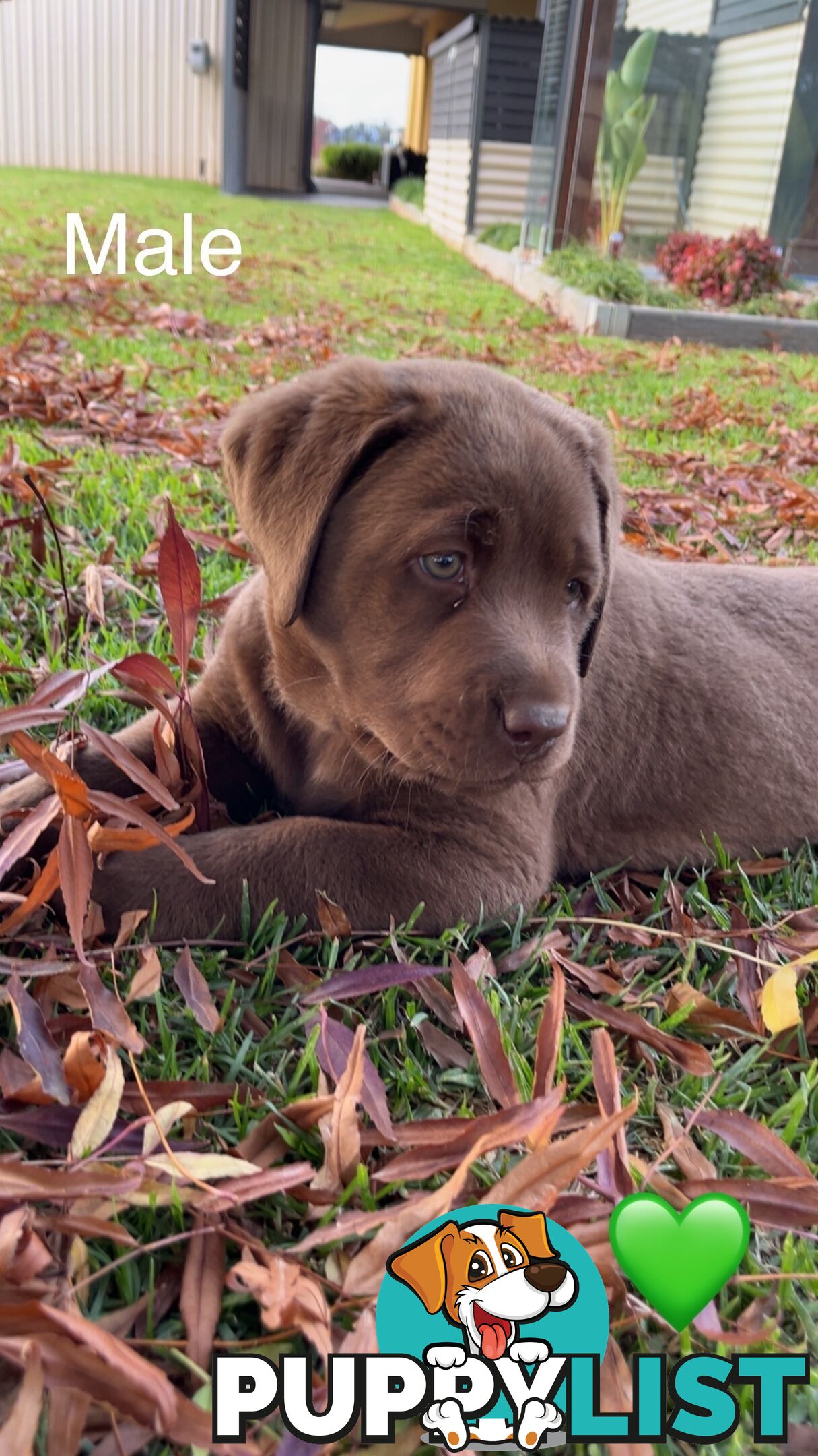 CHOCOLATE LABRADOR PUPPIES