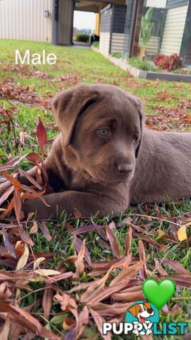 CHOCOLATE LABRADOR PUPPIES