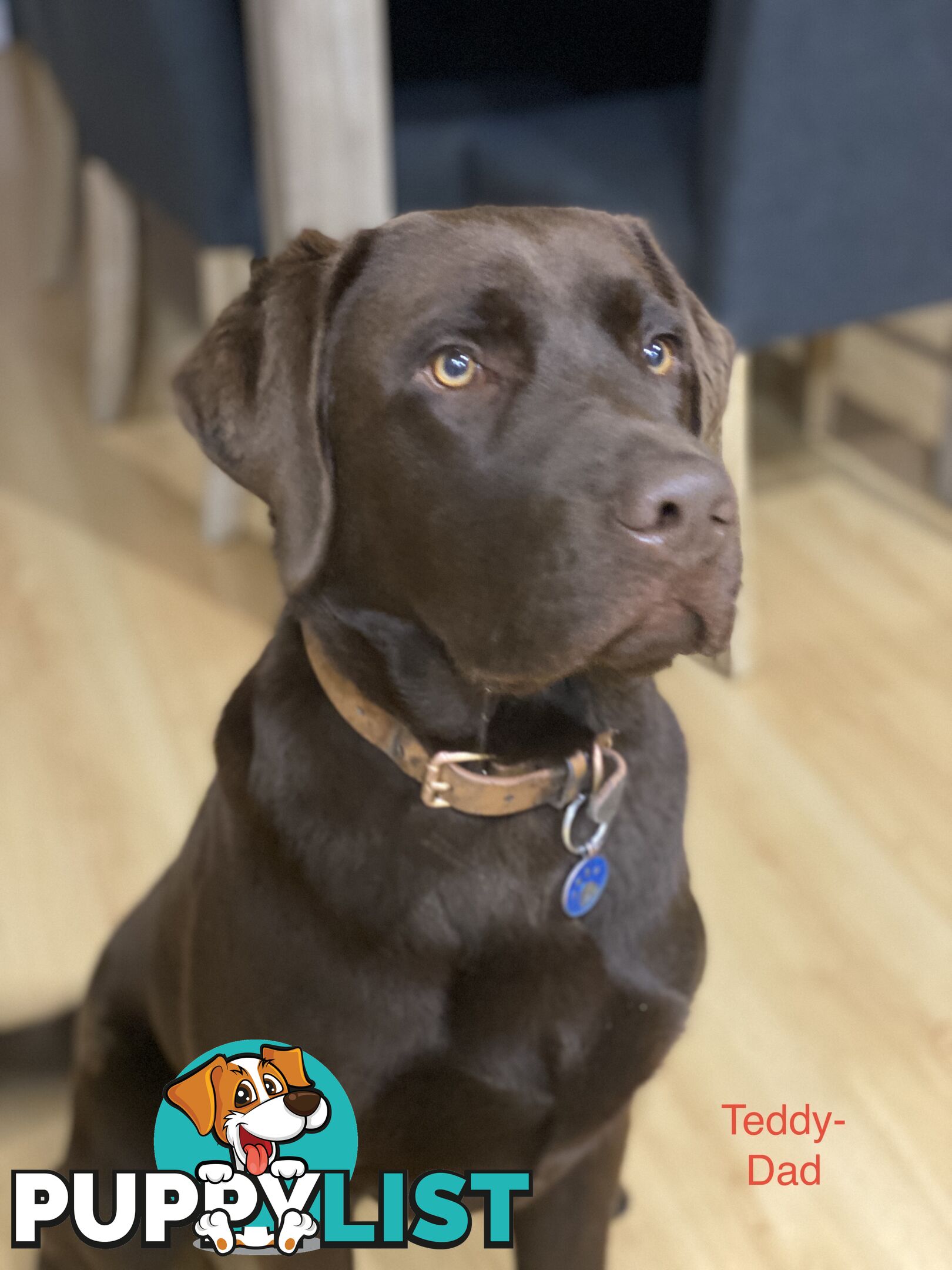 CHOCOLATE LABRADOR PUPPIES