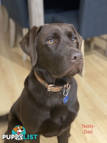 CHOCOLATE LABRADOR PUPPIES